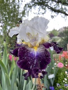 Storm Lord iris